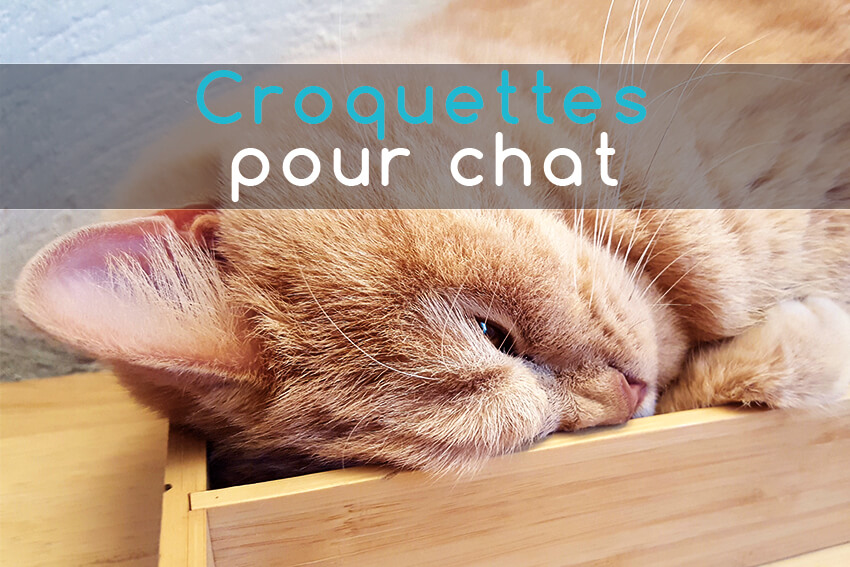 Pourquoi tes croquettes empoisonnent ton chat