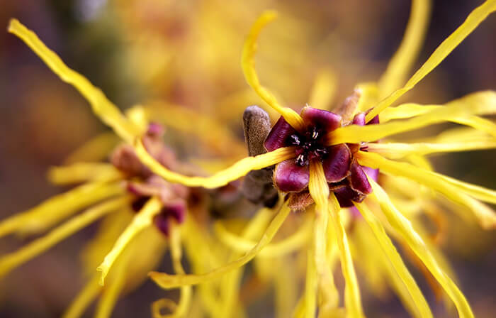 hydrolat d'hamamelis hydrolat d'hamamelis